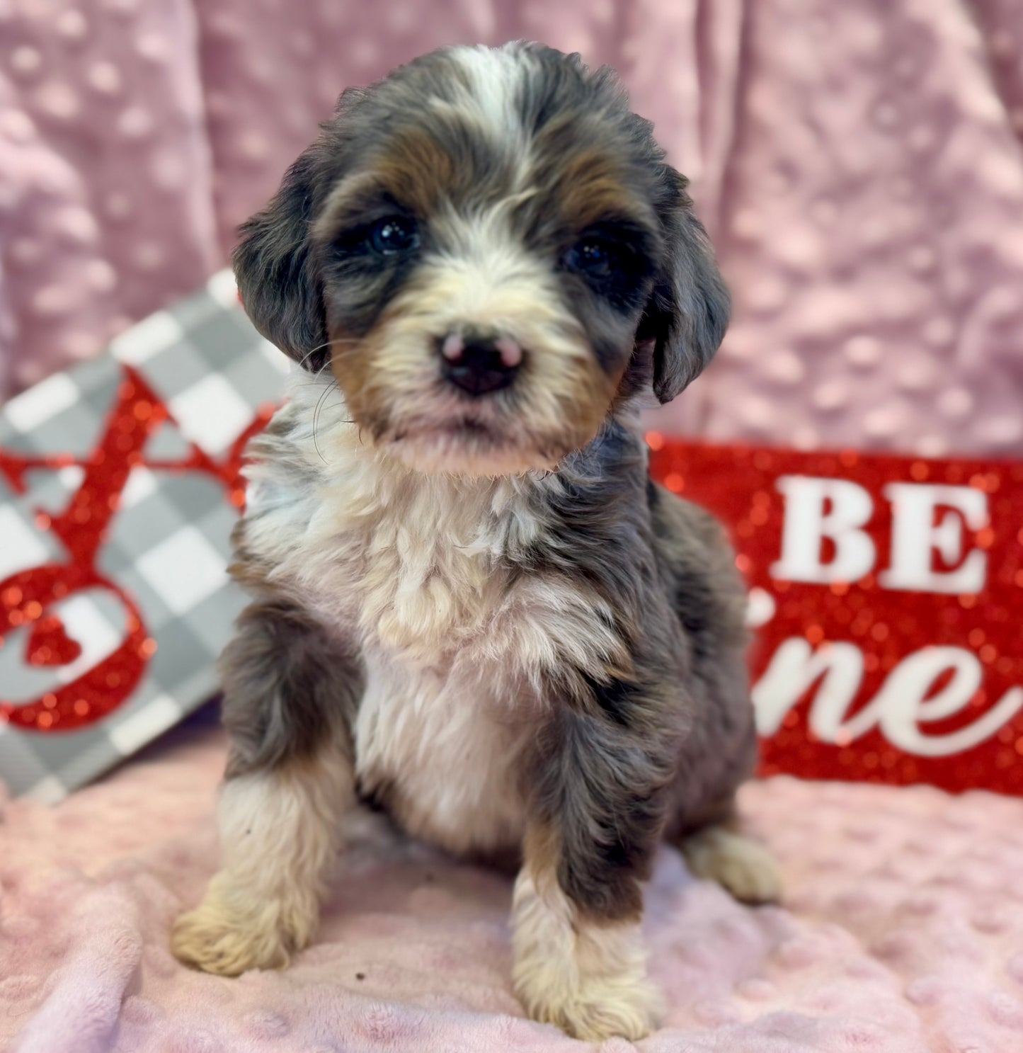 F1 Mini/medium Bernedoodle (male) "Spirit"