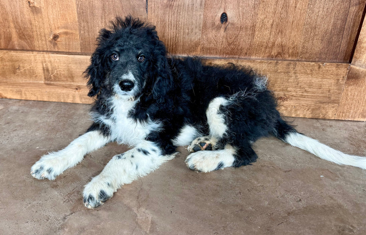 F1B Mini Bernedoodle (male) "Johnny”