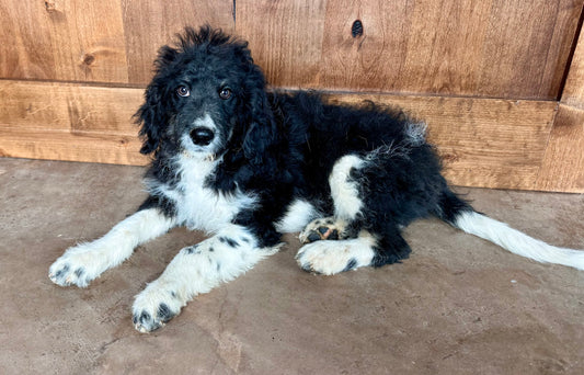 F1B Mini Bernedoodle (male) "Johnny”