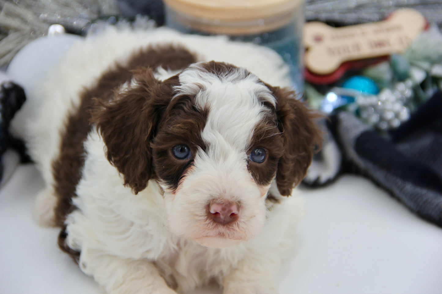 F1bb Micro/Mini Bernedoodle (female) "Miss Joey"