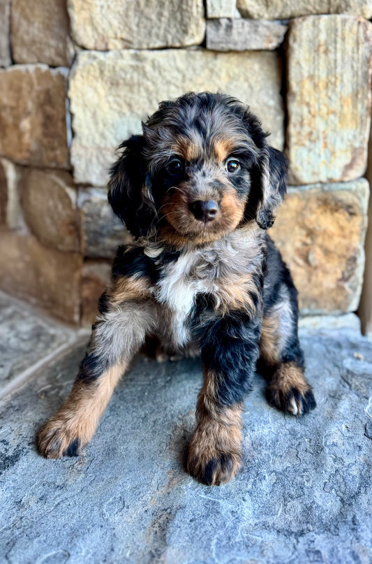 F1 mini  Bernedoodle (female) "Watermelon"