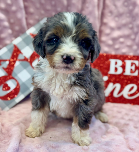 F1 Mini/medium Bernedoodle (male) "Spirit"