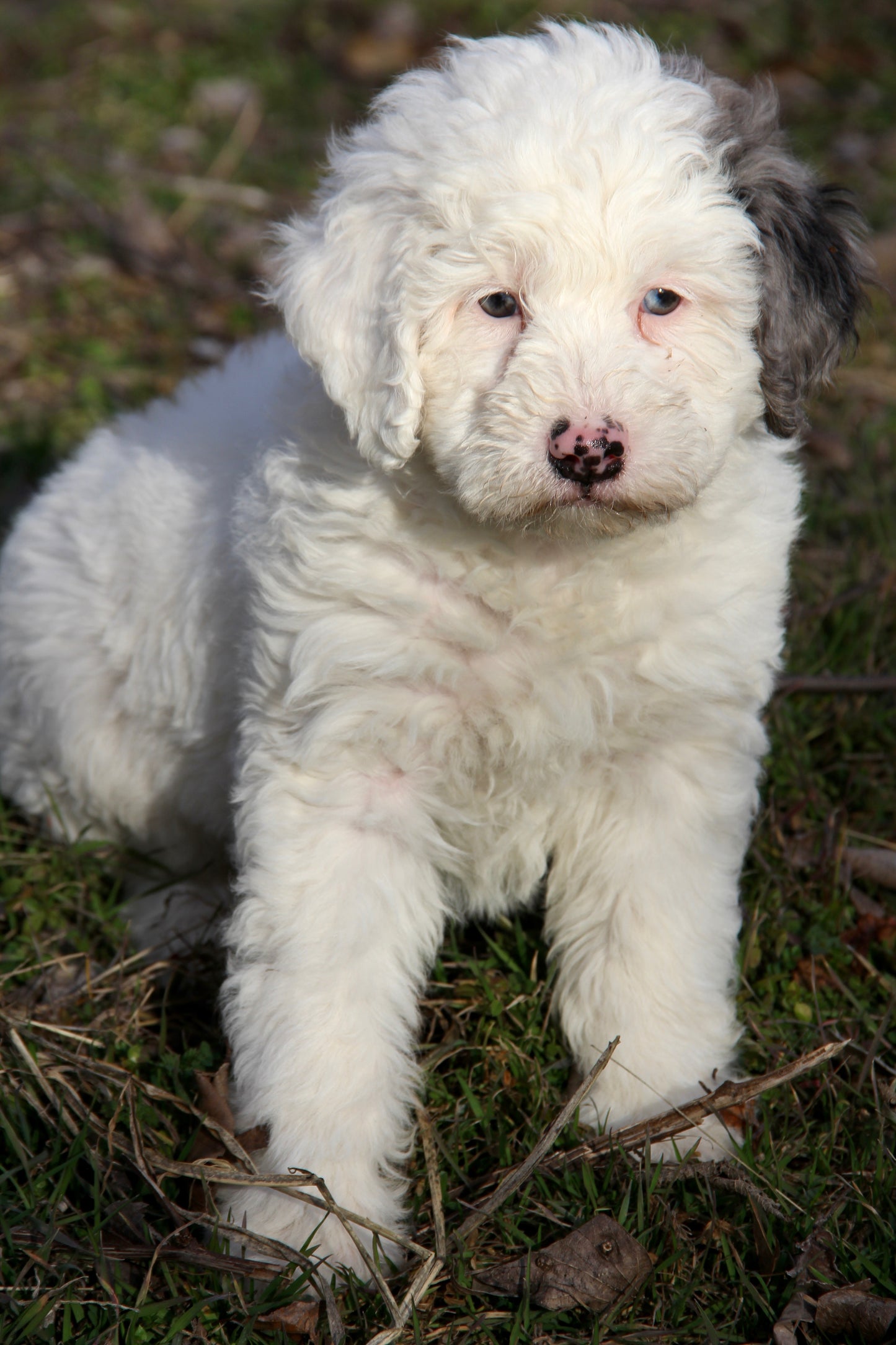 F1bb Micro/Mini Bernedoodle (male) "Lefty"