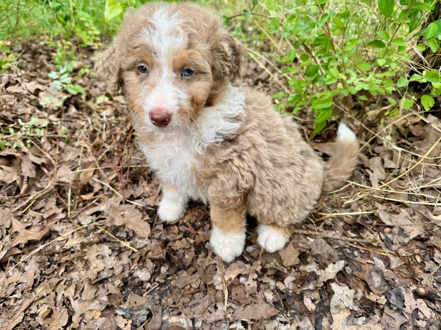 F1B Medium Bernedoodle (male) "Captain Gantu ”