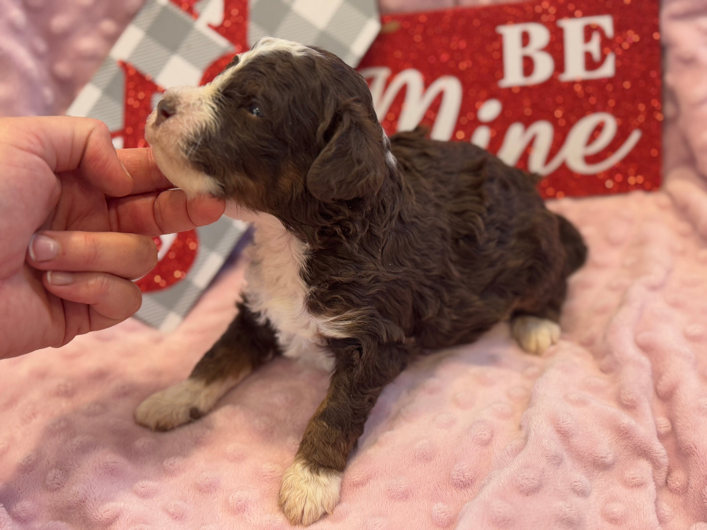 F1bb Micro Bernedoodle (male) "John Dutton”