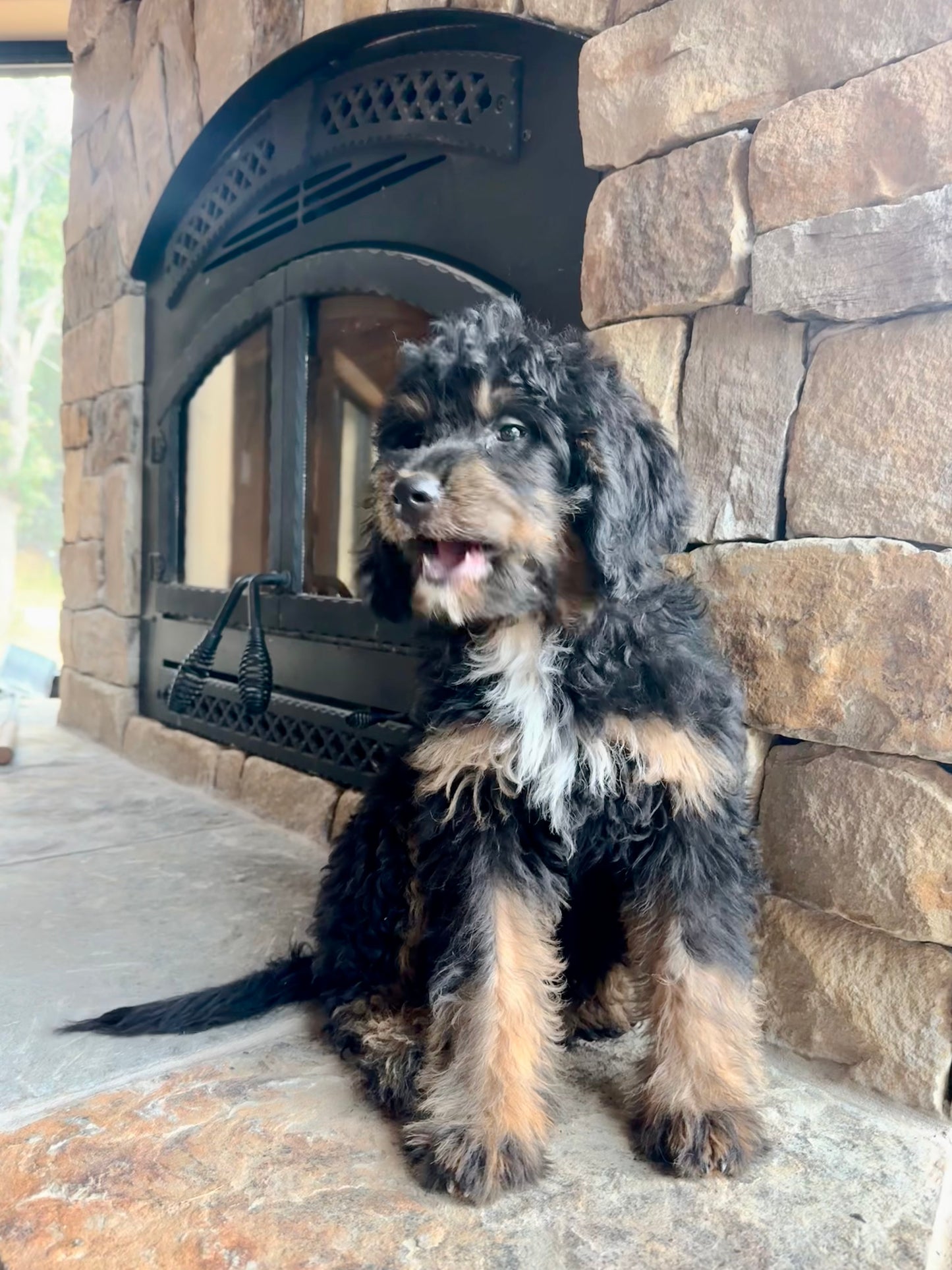 F1 mini  Bernedoodle (female) "Plum”