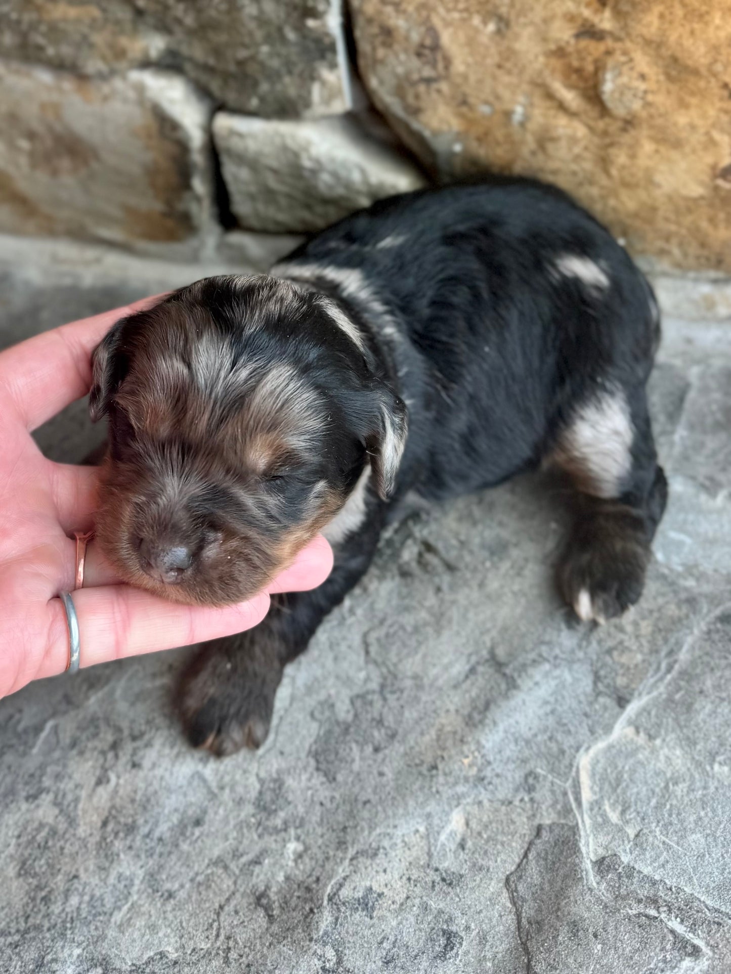 F1 mini  Bernedoodle (female) "Watermelon"