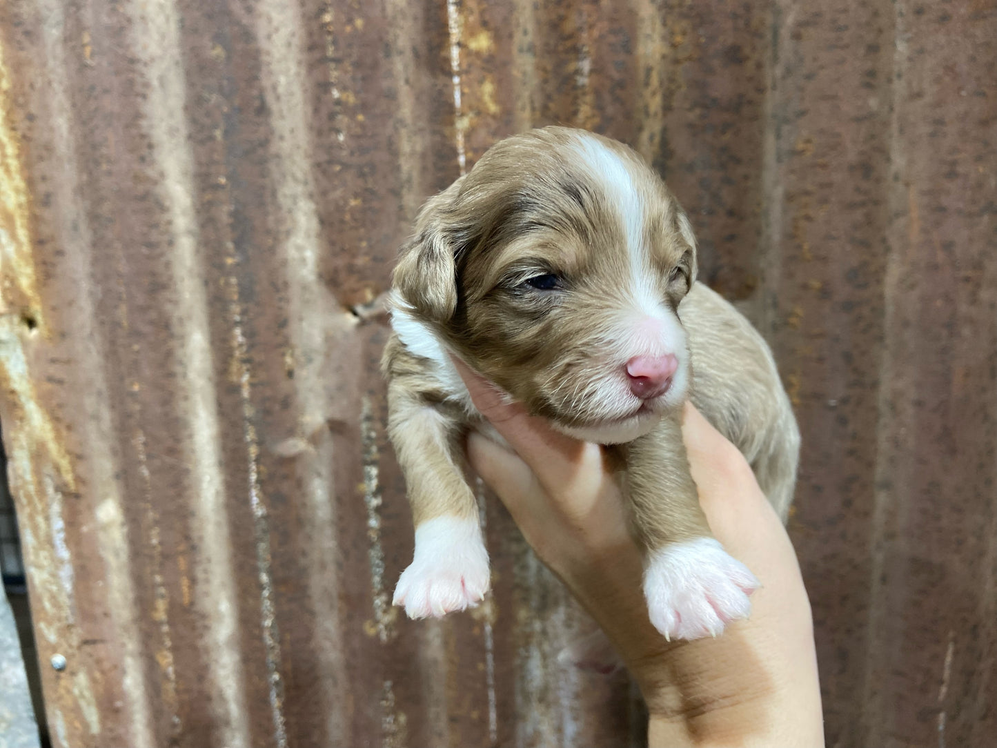 F1b Mini Bernedoodle (male) "Luke”