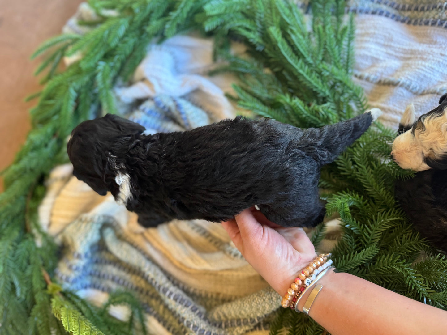 F1B Mini/Medium Bernedoodle (male) "Jerry”