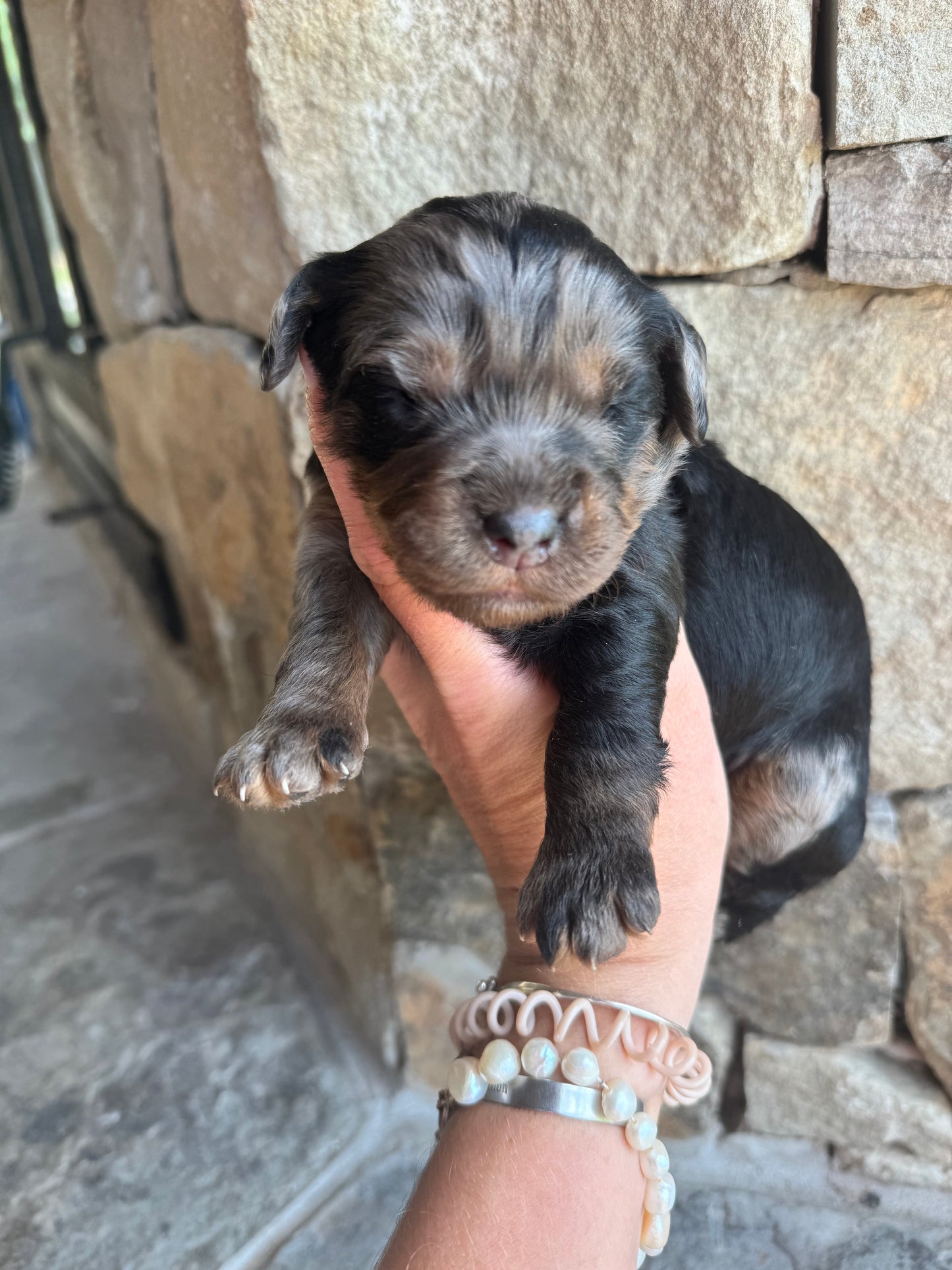 F1 mini  Bernedoodle (female) "Watermelon"