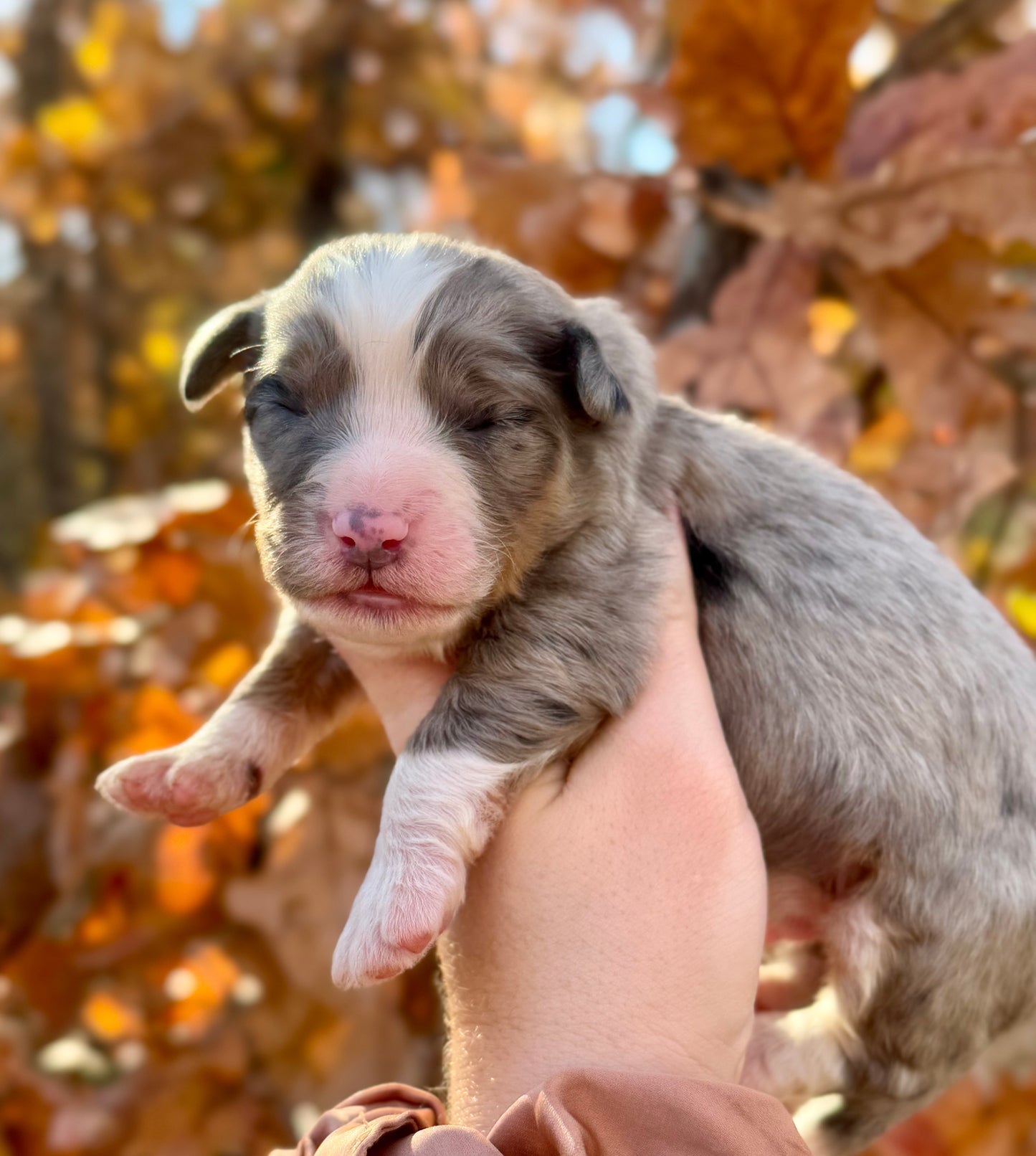 F1 Standard Bernedoodle (male) “Goofy”