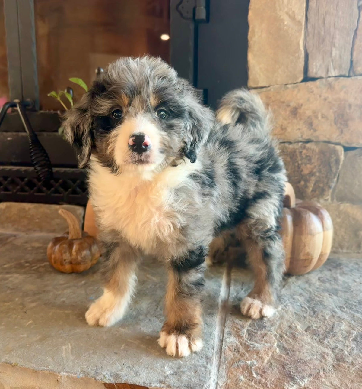 F1 Standard Bernedoodle (male) “Captain Von Trapp”