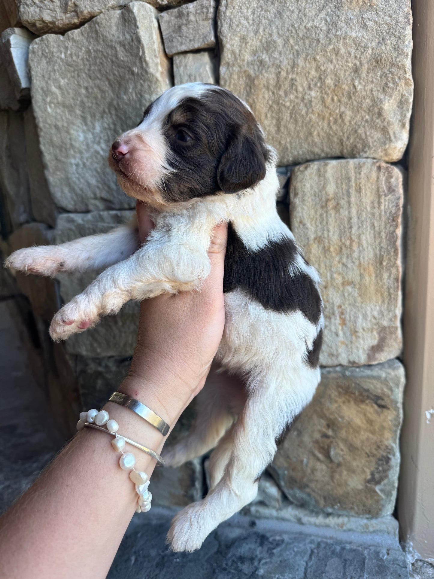 F1B Mini/ Medium Bernedoodle (male) “Diet Coke”