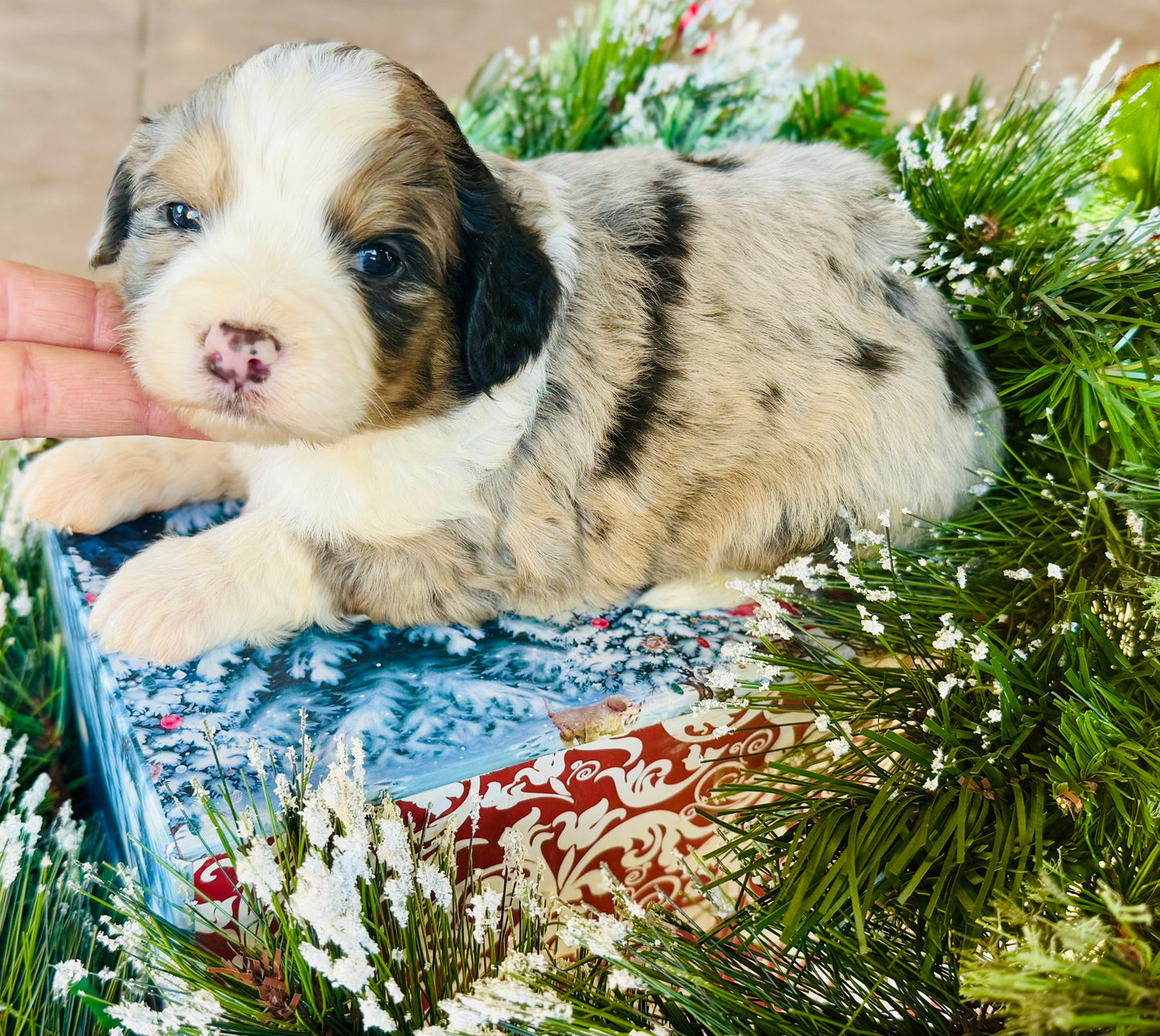 F1 Standard Bernedoodle (female) "Daisy”