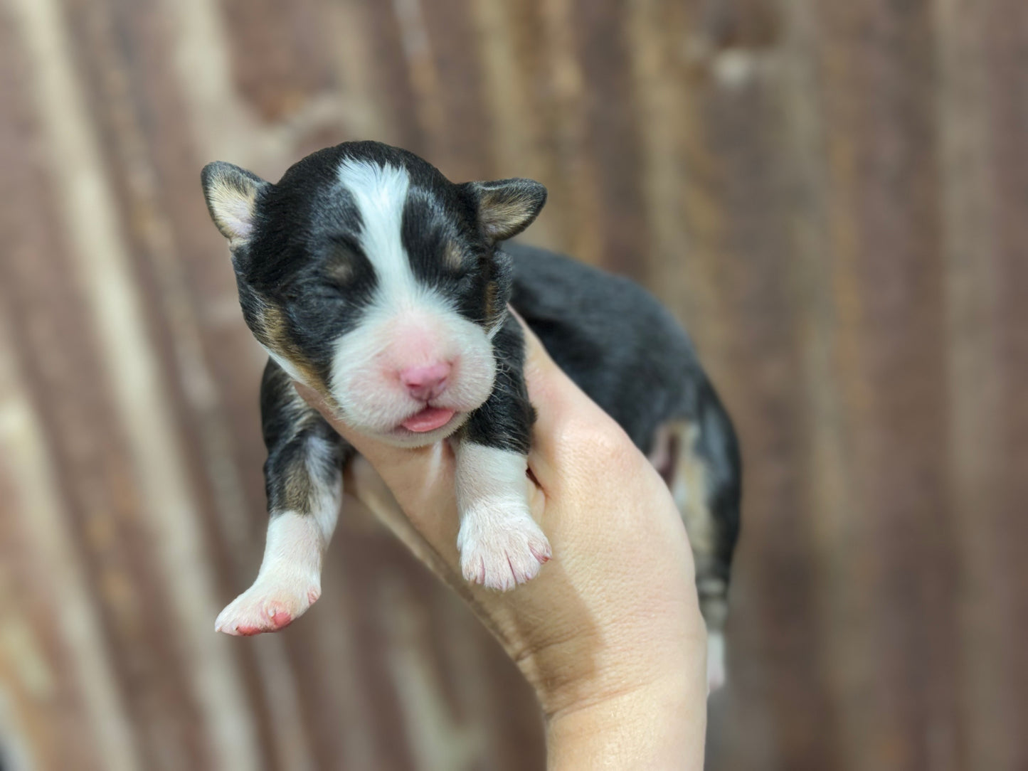 F1 Mini/medium Bernedoodle (female) "Abigail”