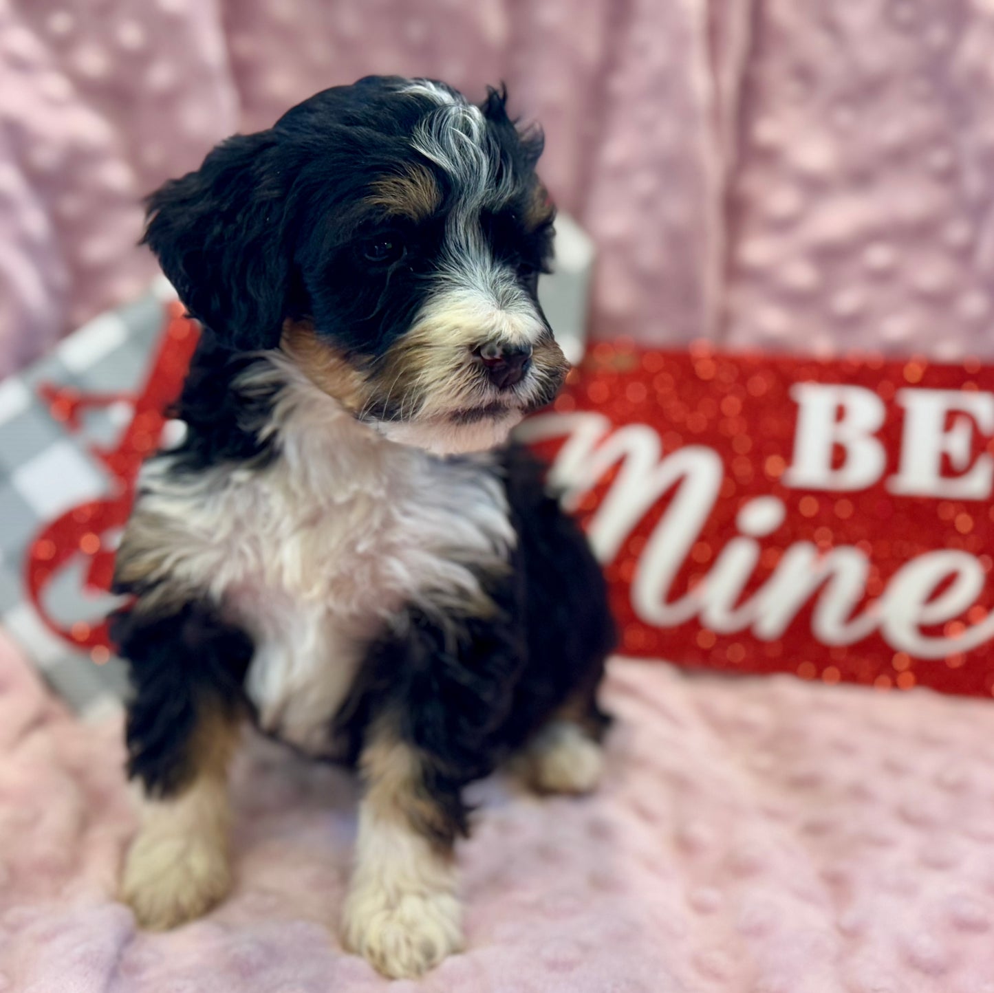 F1 Mini/medium Bernedoodle (female) "Abigail”