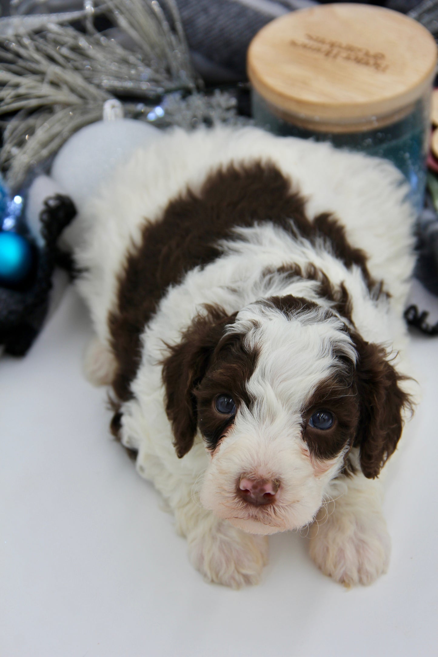 F1bb Micro/Mini Bernedoodle (female) "Miss Joey"