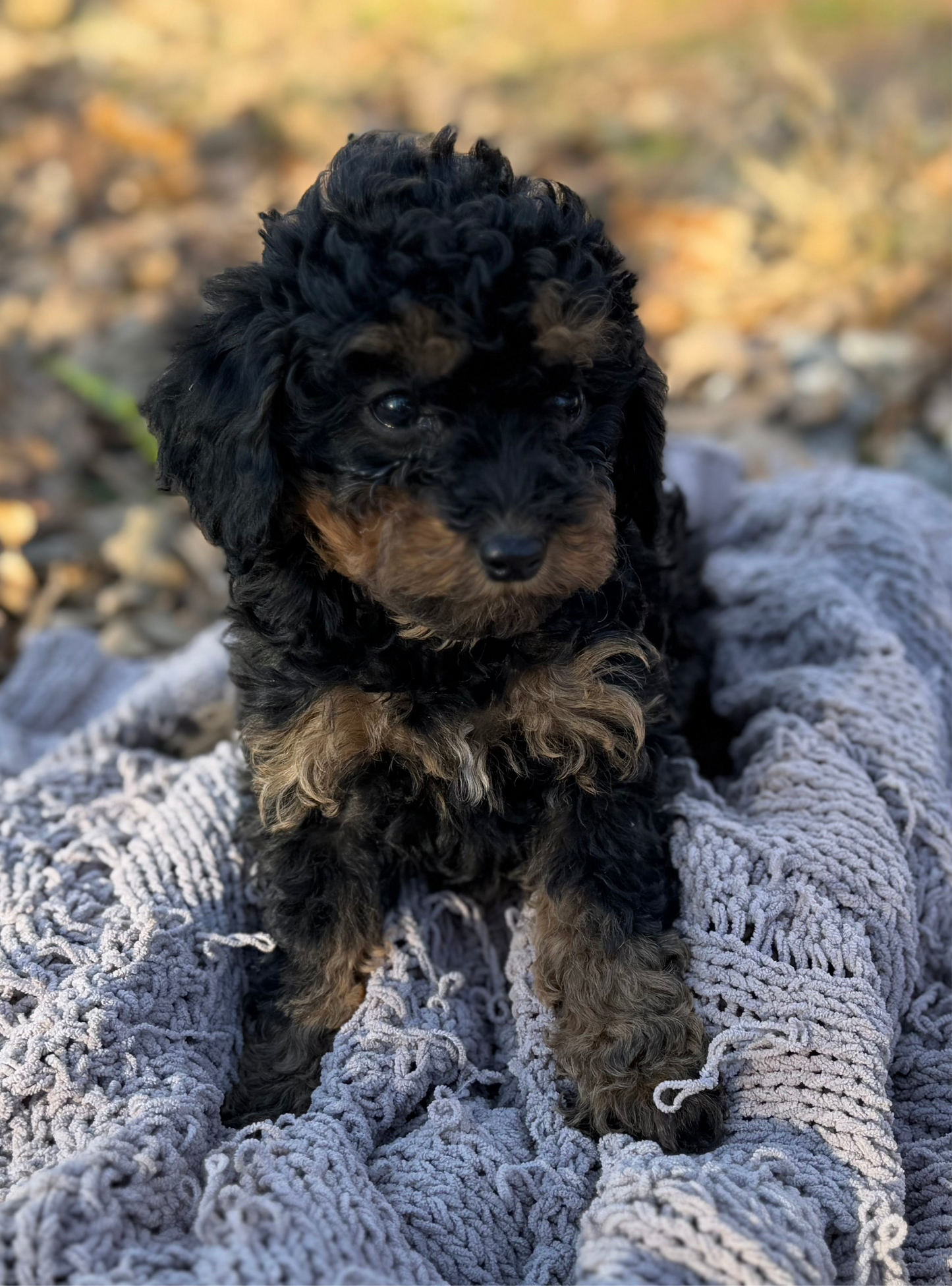 F1bb Micro Bernedoodle (female) “Donna Who”