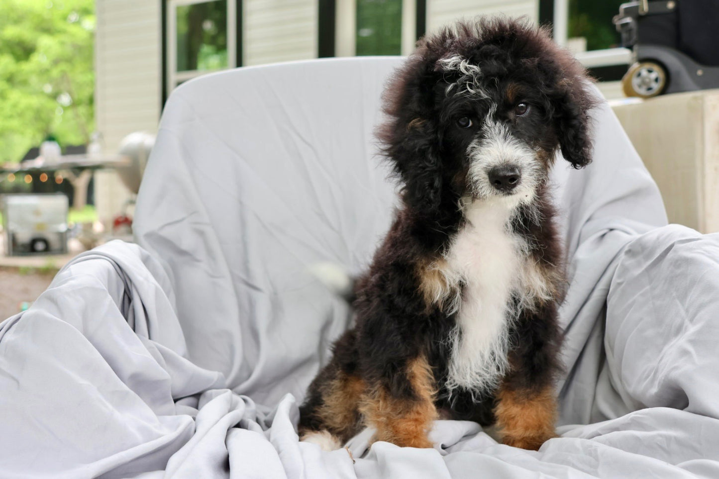 F1B Mini Bernedoodle (male) "Frank”