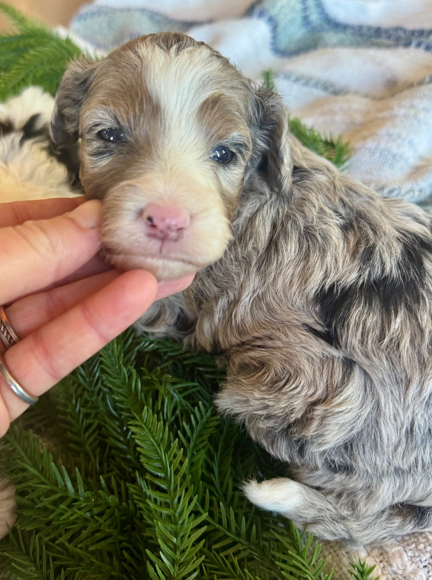 F1B Micro/Mini Bernedoodle (female) "Kate”