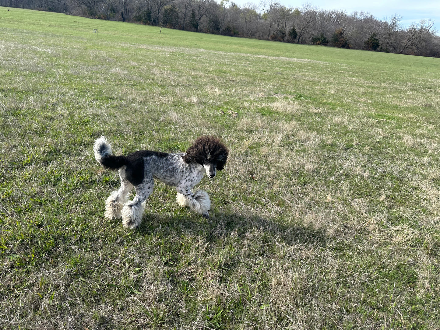 AKC Moyen Poodle "Beth Dutton"