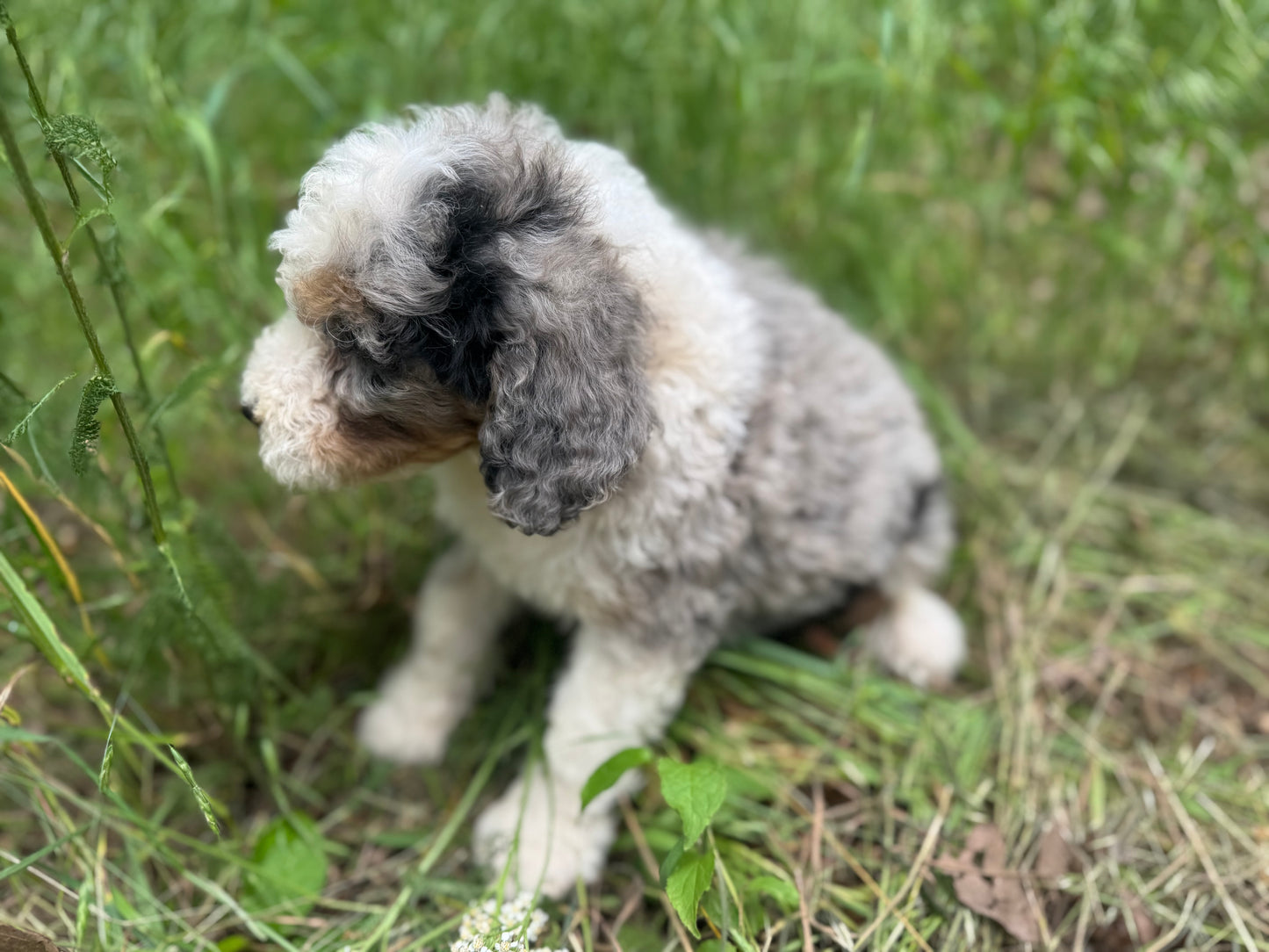 F1B Medium Bernedoodle (male) "Cobra Bubbles ”