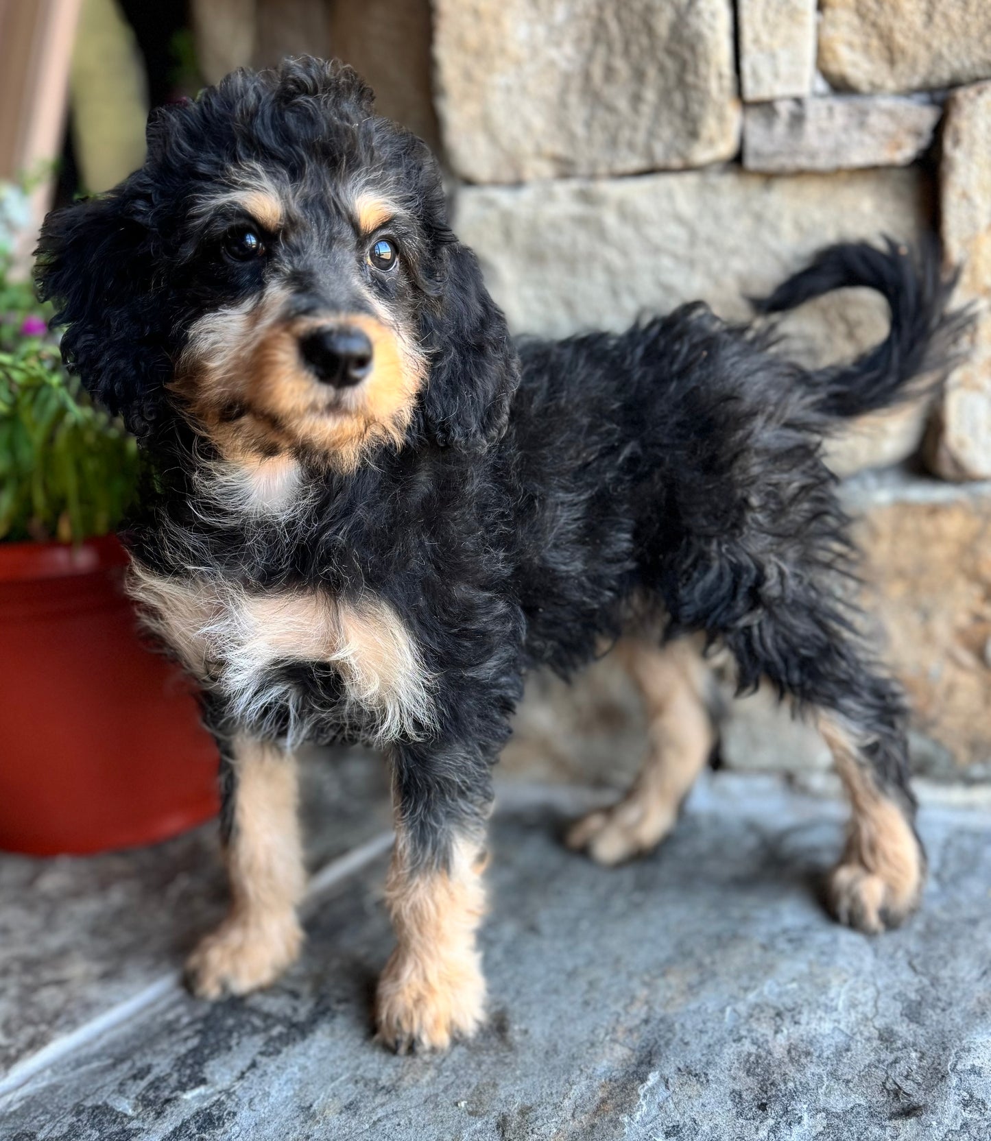 F1B mini Bernedoodle (male) “The Huntsman”