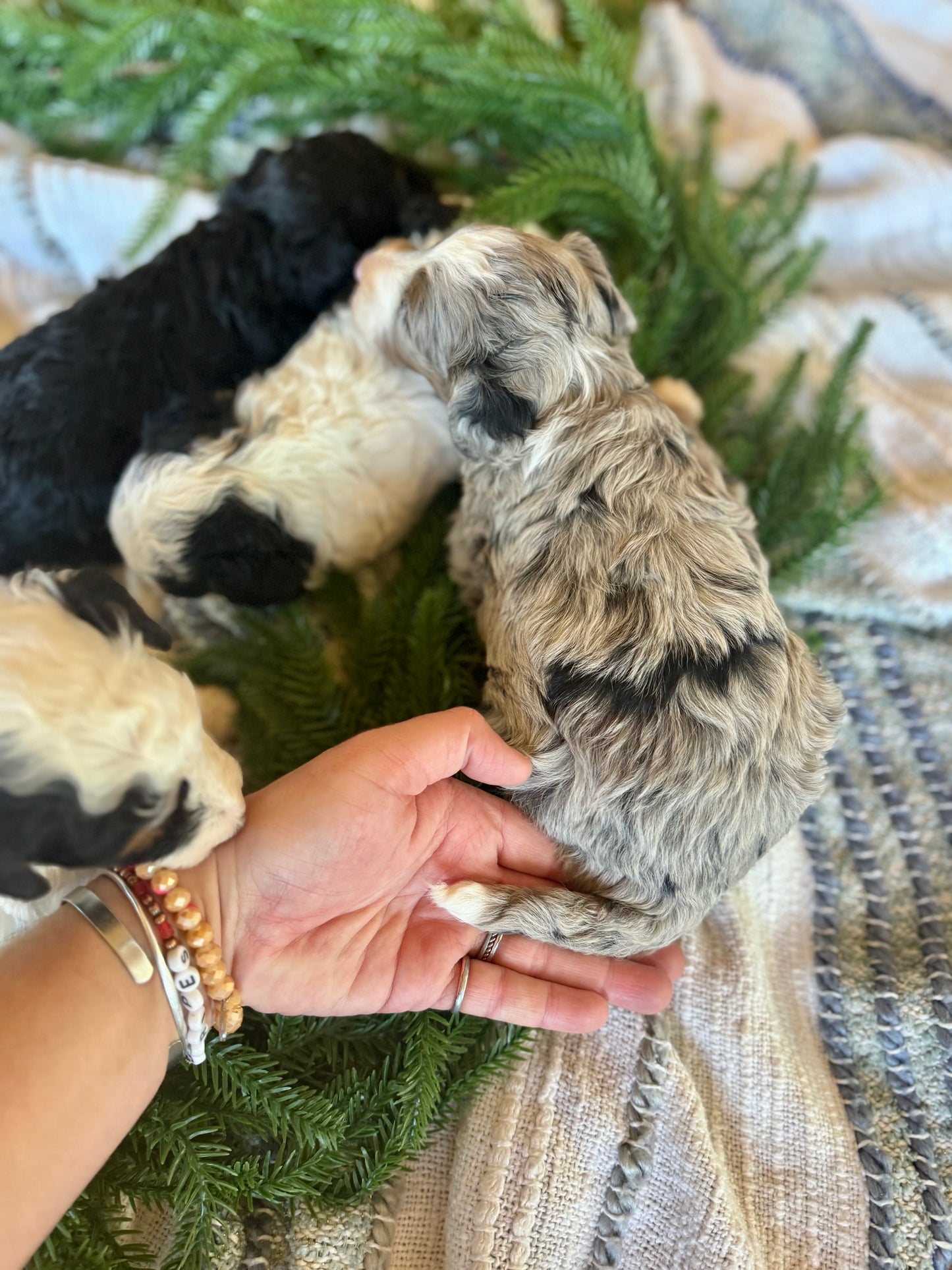 F1B Micro/Mini Bernedoodle (female) "Kate”