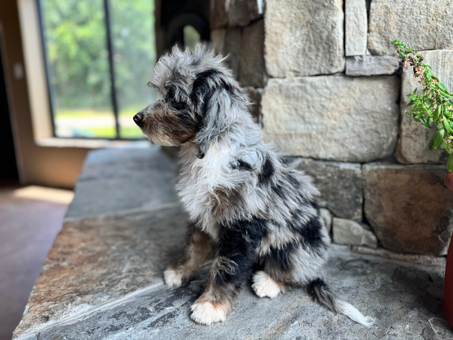 F1B Mini/ Medium Bernedoodle (female) “Rc Cola”