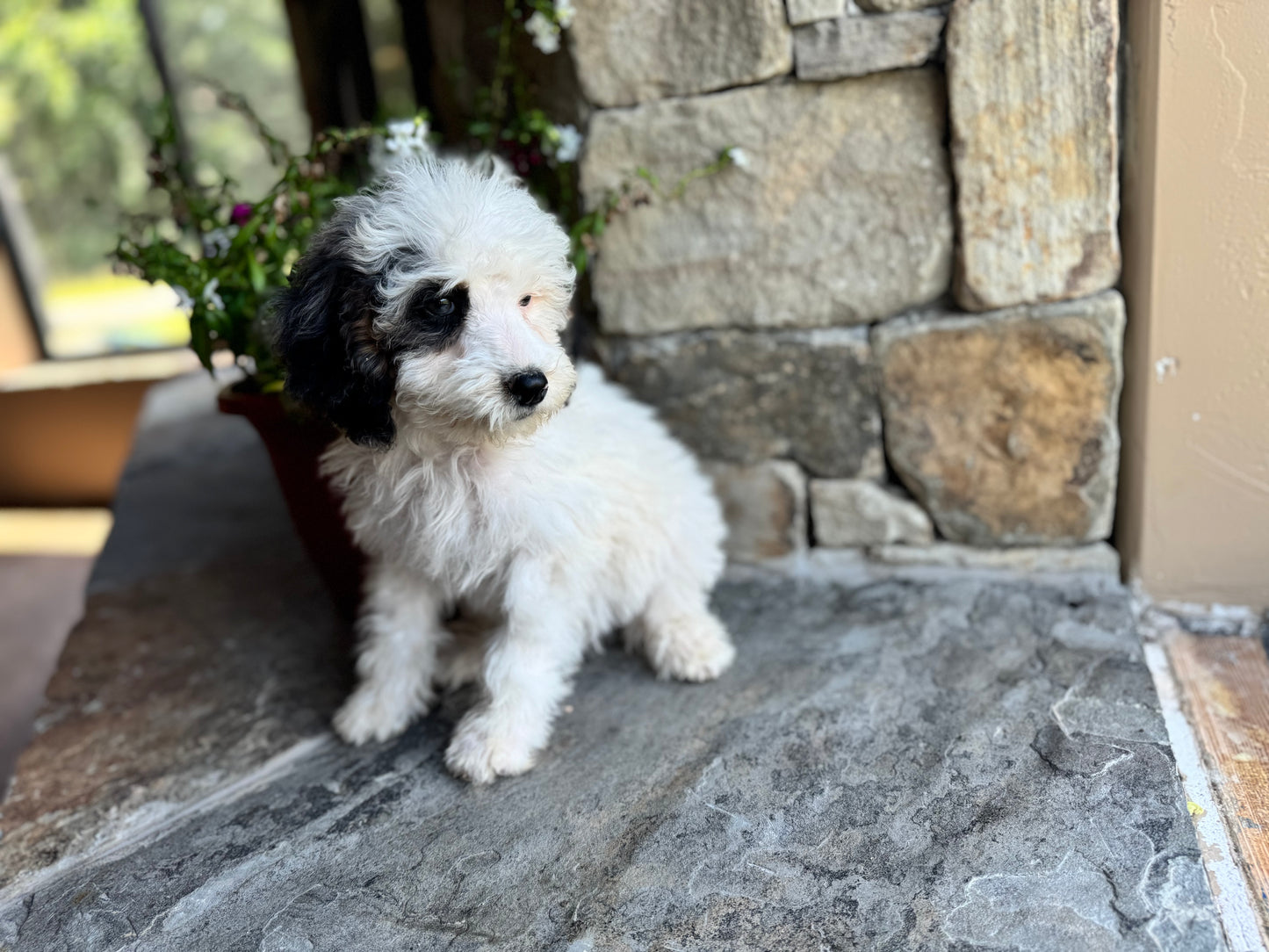 F1B Mini/ Medium Bernedoodle (female) “Sprite”