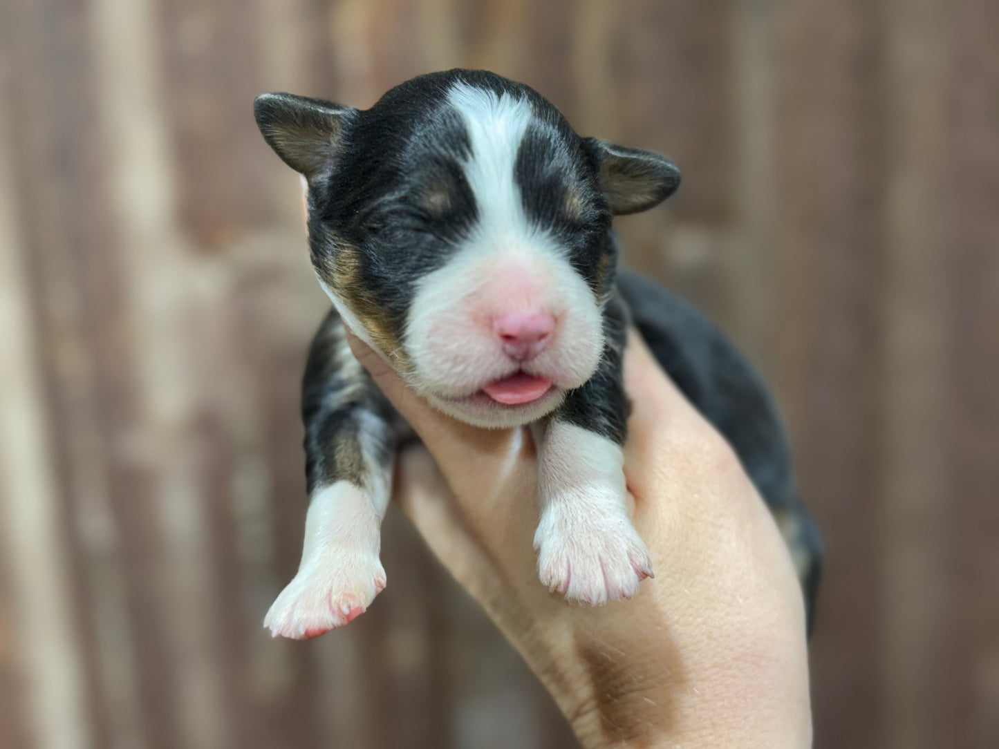 F1 Mini/medium Bernedoodle (female) "Abigail”