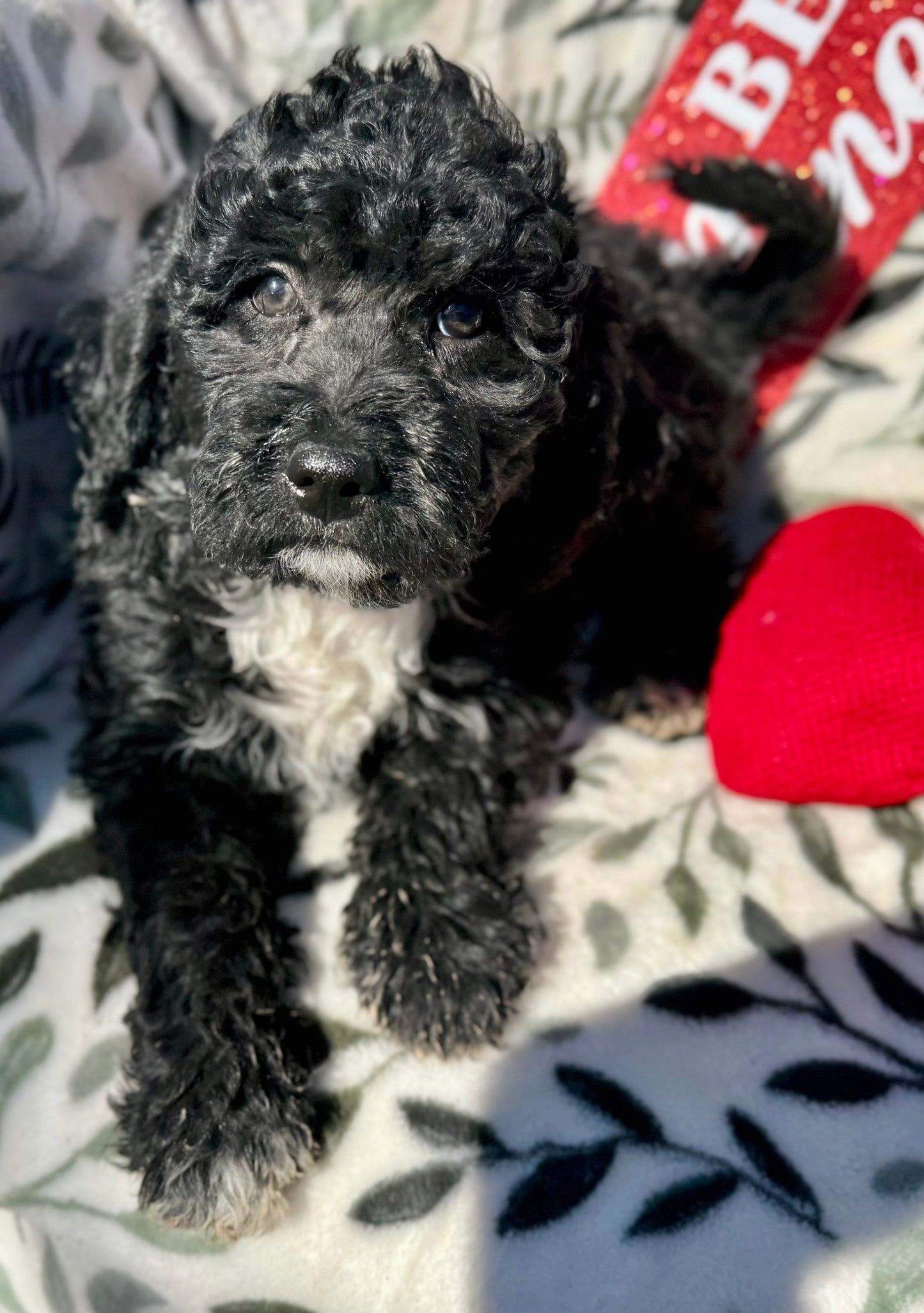 F1b Mini Bernedoodle (male) "Logan”