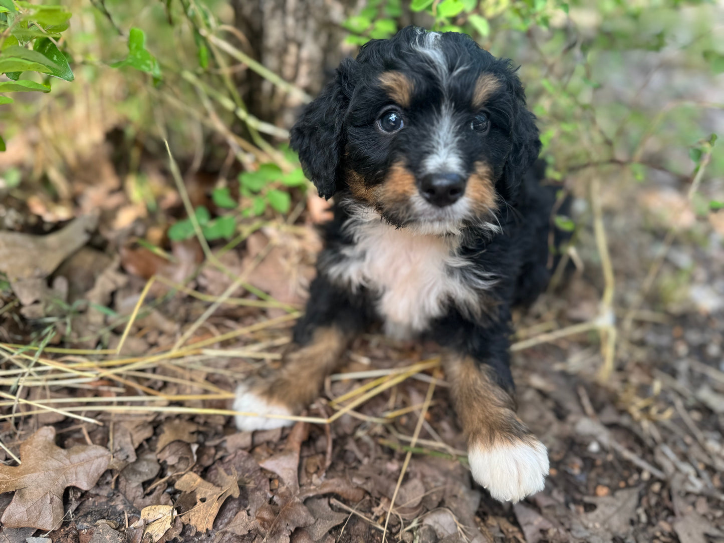 F1 mini Bernedoodle (male) “Ryan Bingham"
