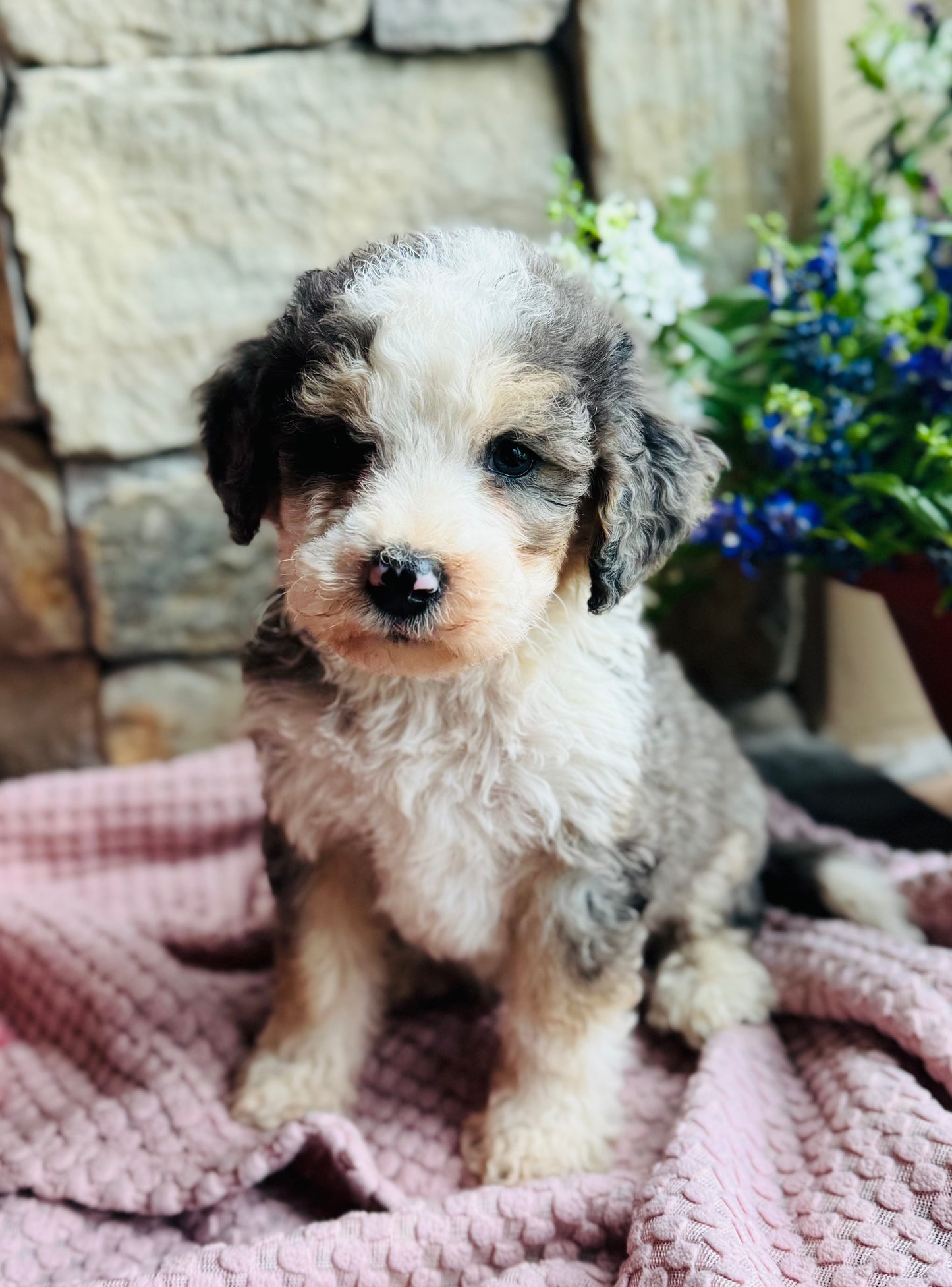F1B Mini/ Medium Bernedoodle (male) “Dr.Pepper”