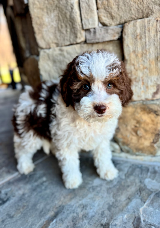 F1bb Micro/Mini Bernedoodle (female) "ginger"