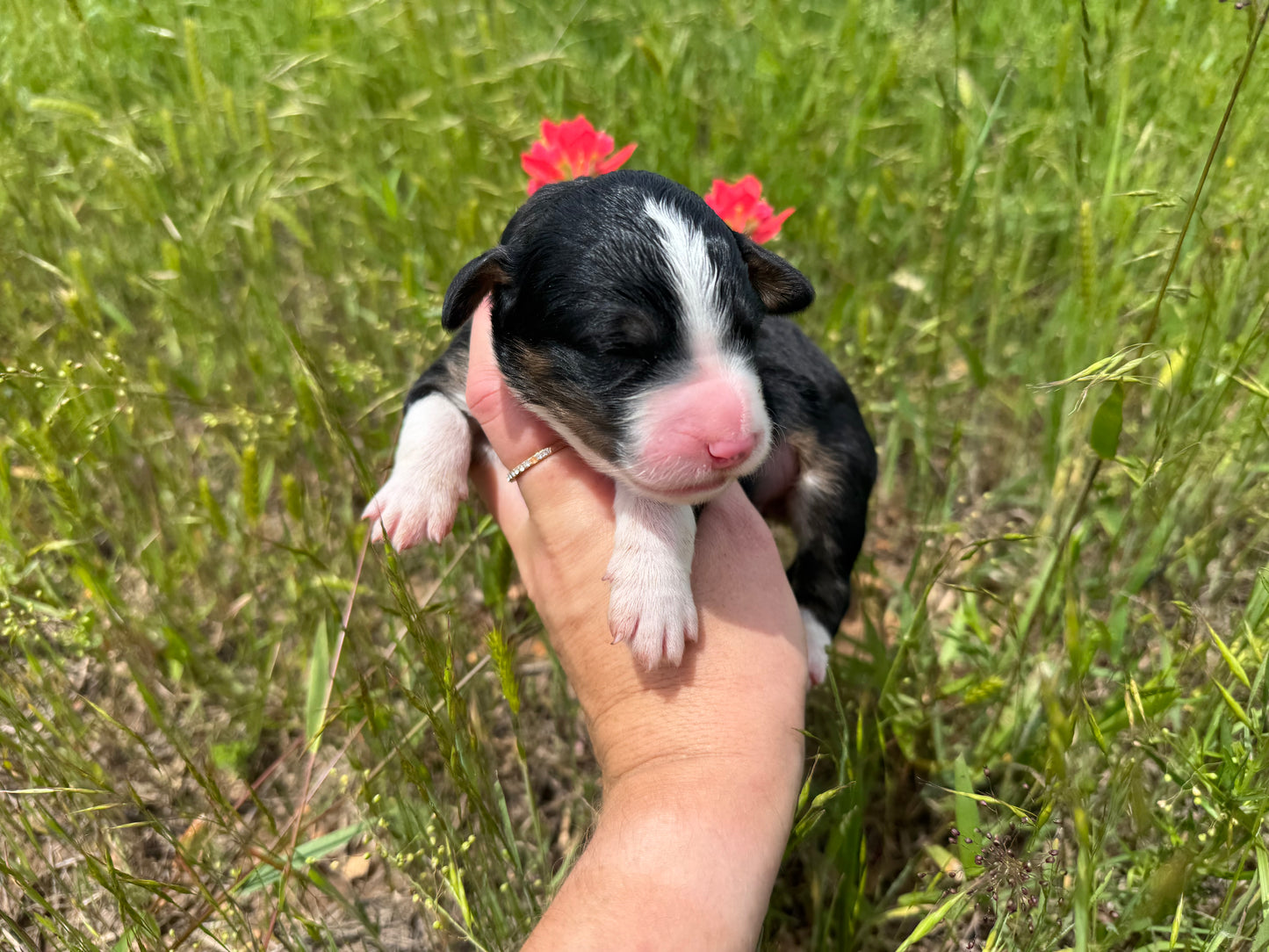 F1 Standard Bernedoodle (male) "black cat"