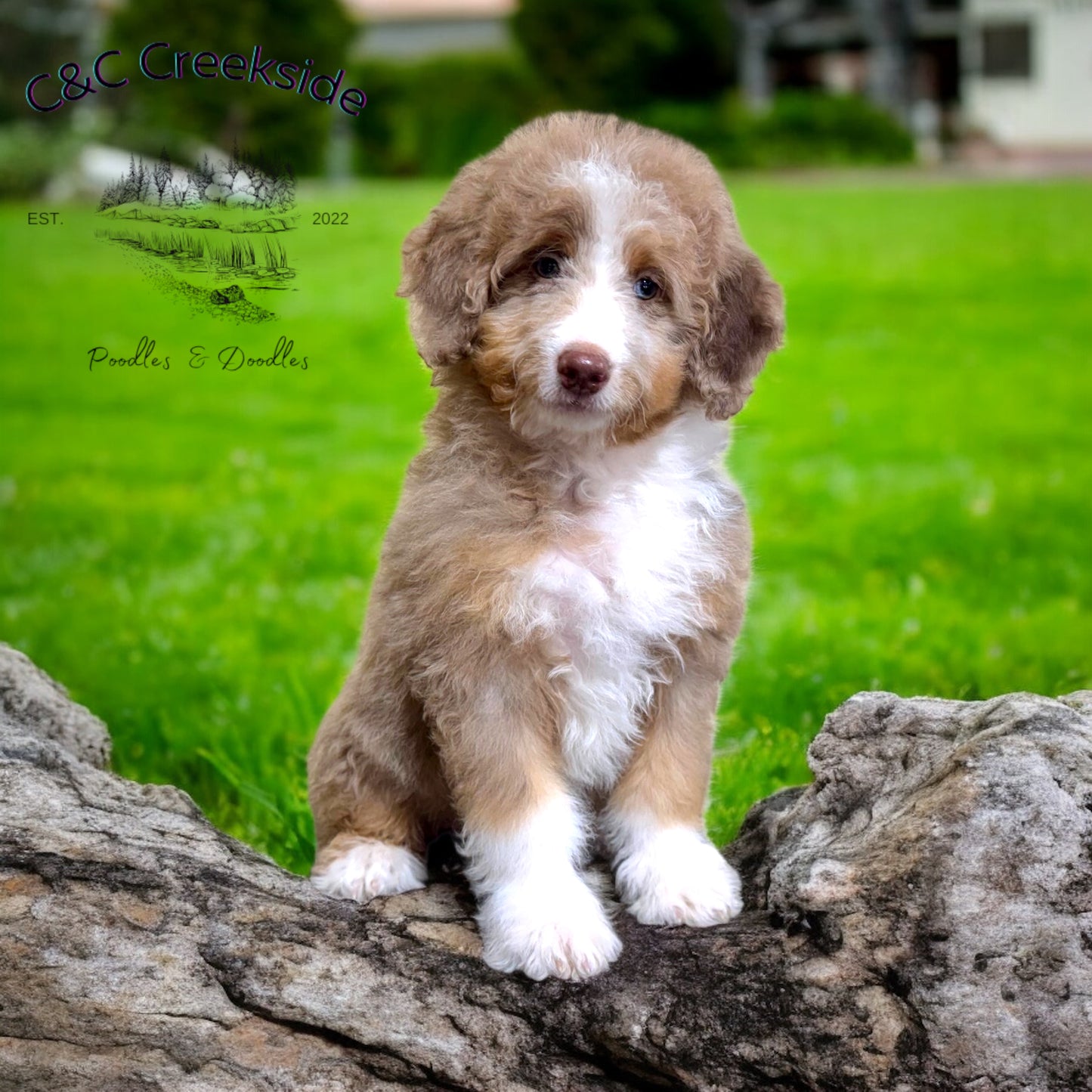 F1B Medium Bernedoodle (male) "Captain Gantu ”