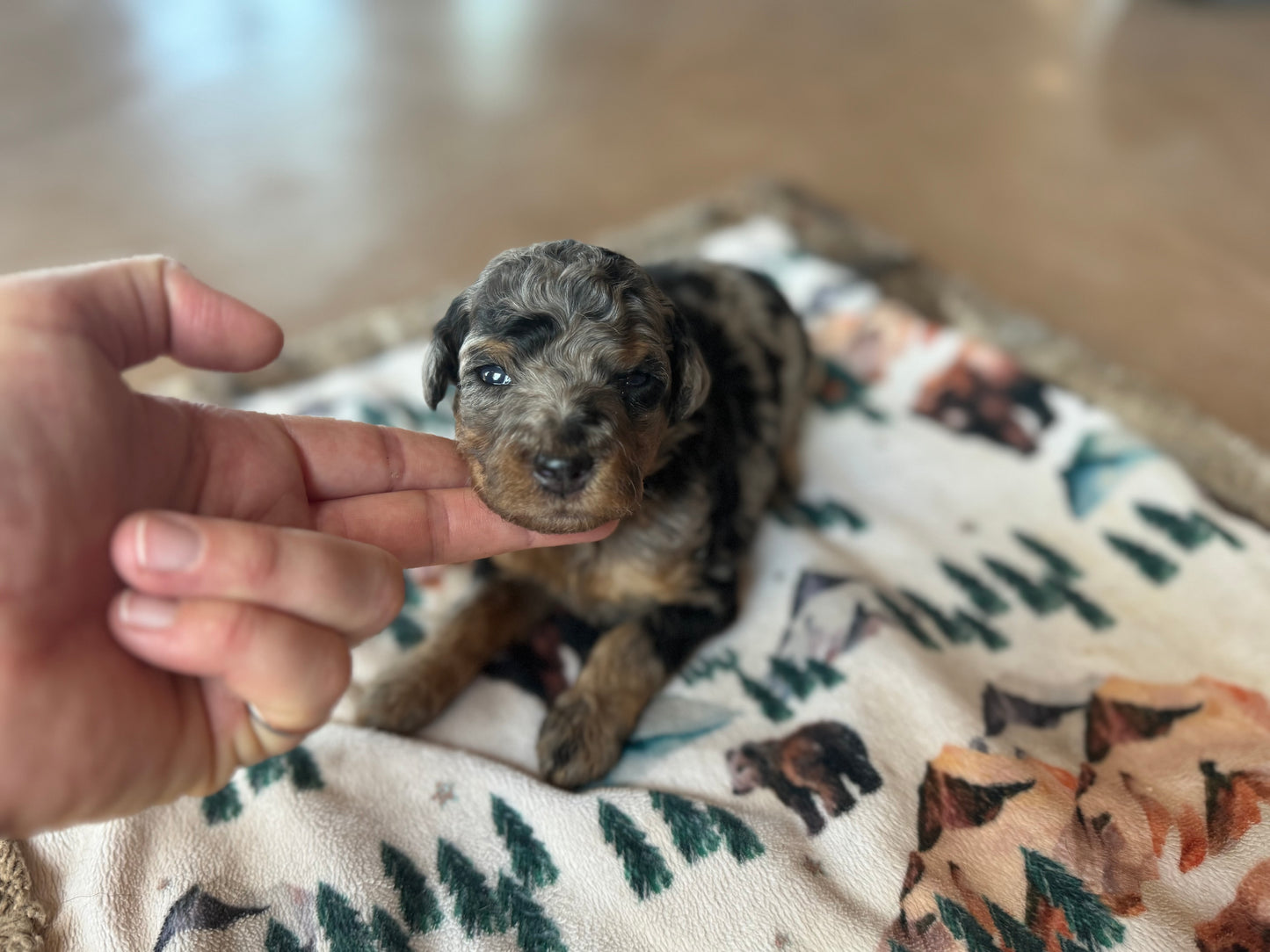 F1B Mini Bernedoodle (male) "Ham”