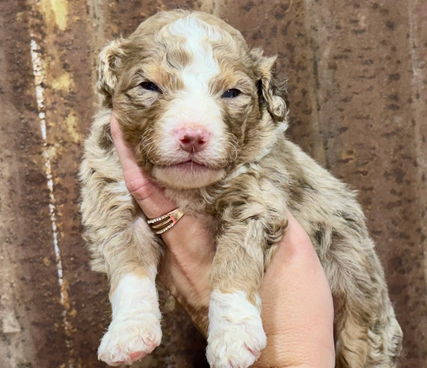F1B Medium Bernedoodle (male) "Captain Gantu ”
