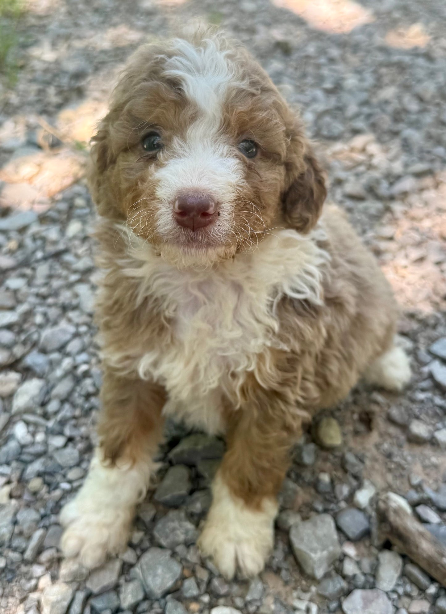 F1B Medium Bernedoodle (male) "Captain Gantu ”