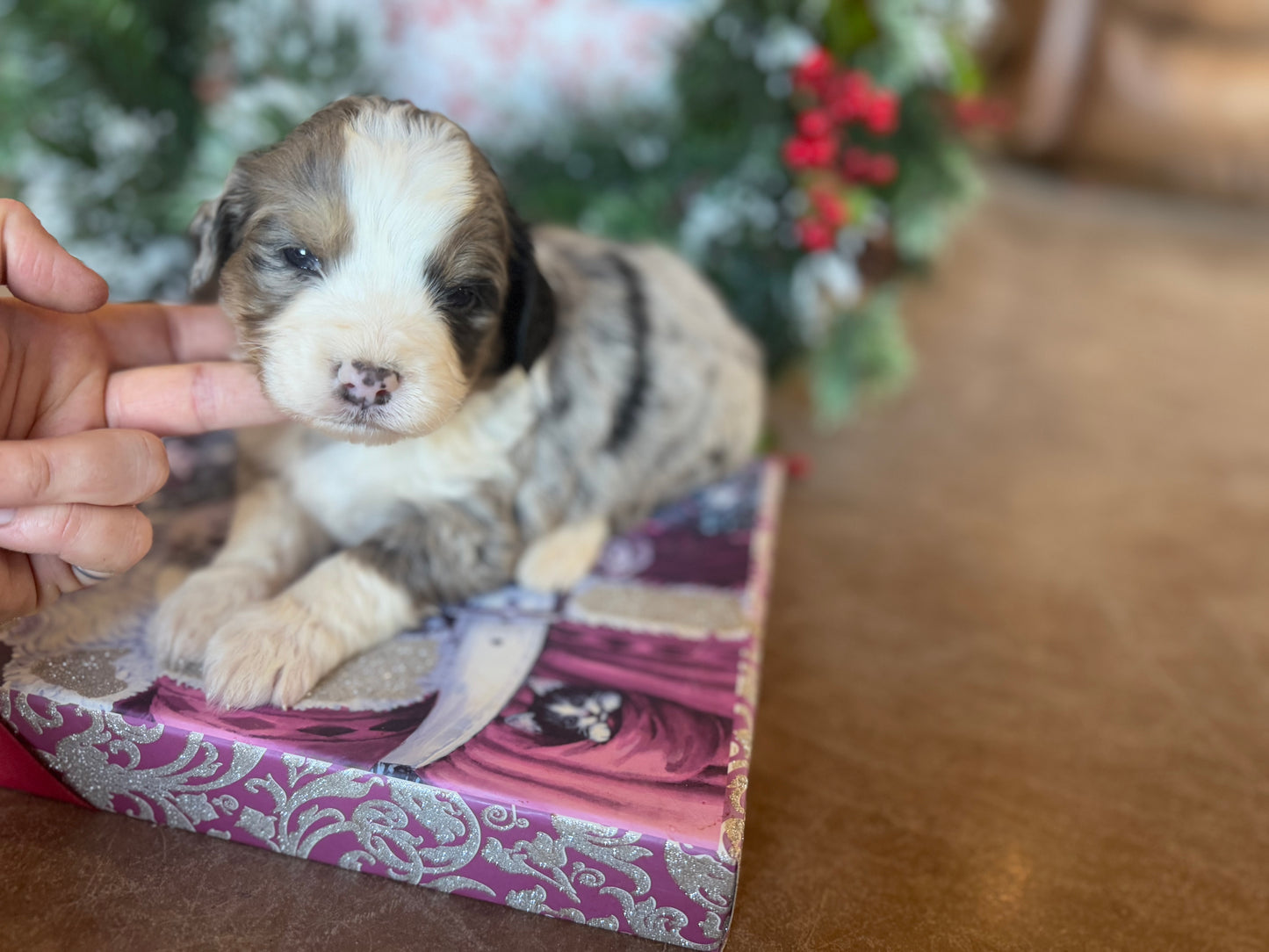 F1 Standard Bernedoodle (female) "Daisy”