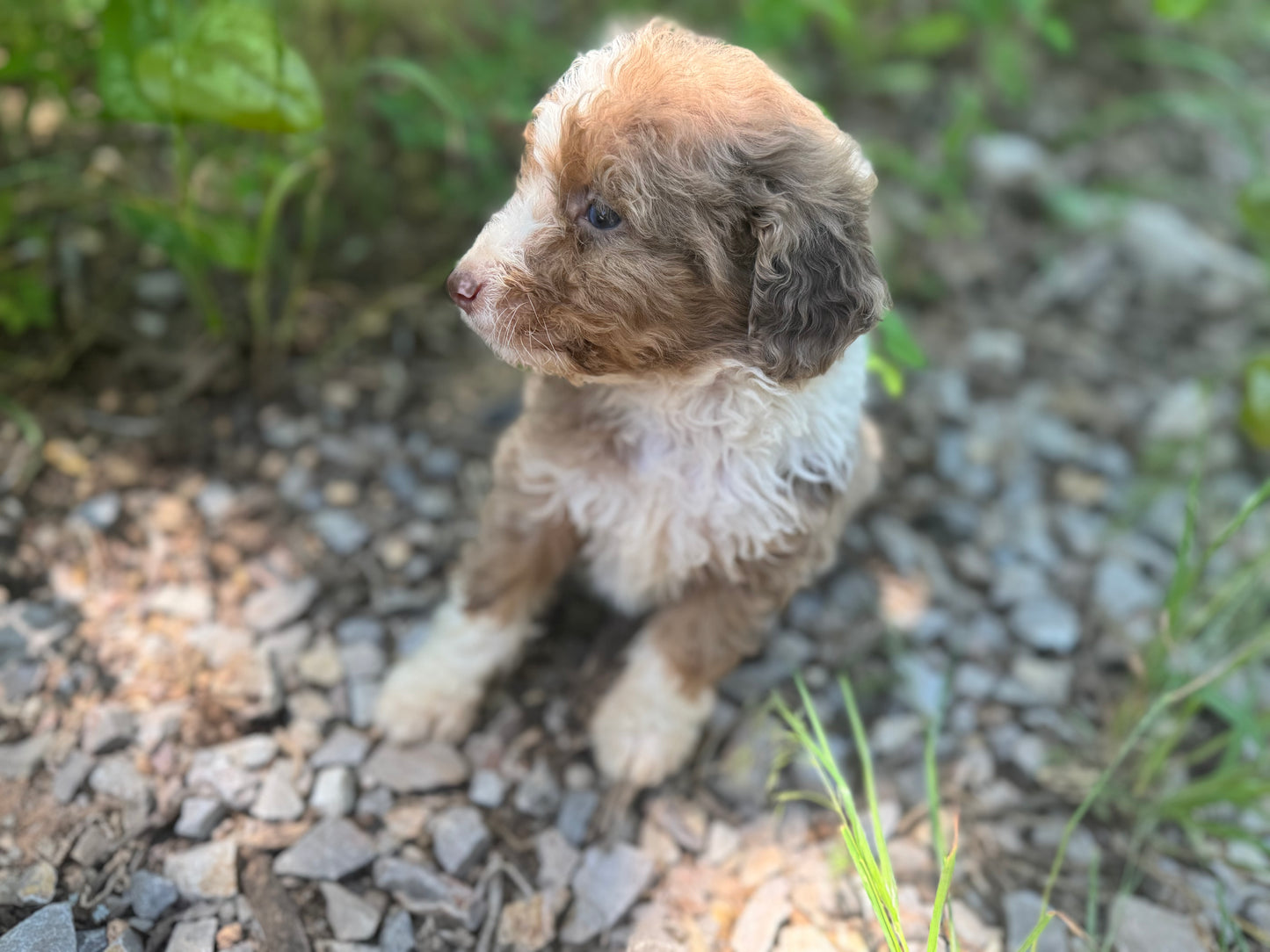 F1B Medium Bernedoodle (male) "Captain Gantu ”