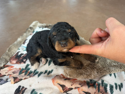 F1B Mini Bernedoodle (male) "Gravy”