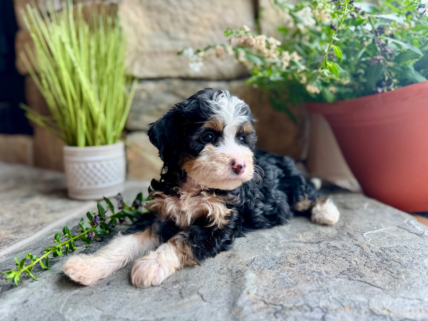 F1B mini Bernedoodle (female) “Sneezy”