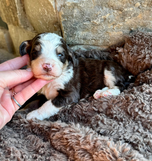 F1B Mini/ Medium Bernedoodle (female) “Root Beer”