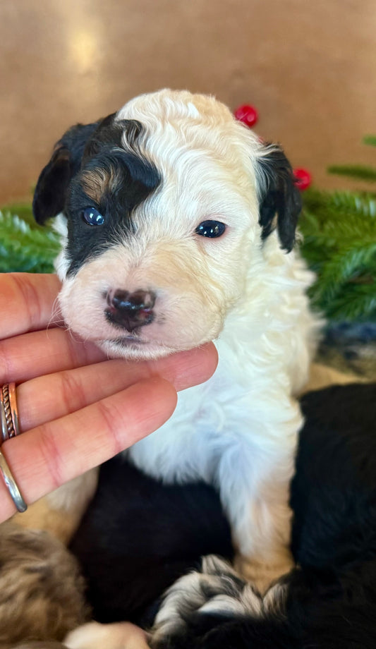 F1B Micro/Mini Bernedoodle (male) "Kevin”