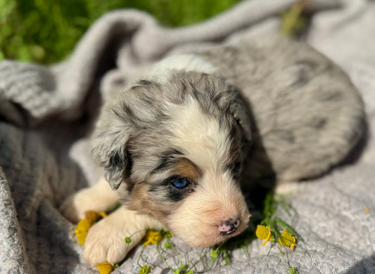 F1 Standard Bernedoodle (female) "Pooh Bear"