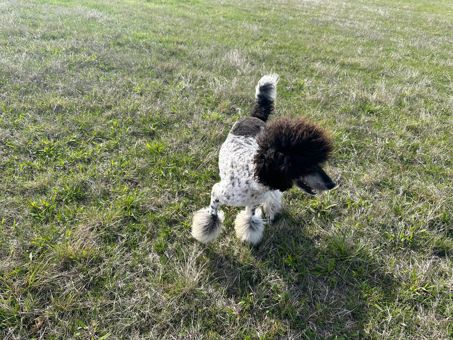 AKC Moyen Poodle "Beth Dutton"