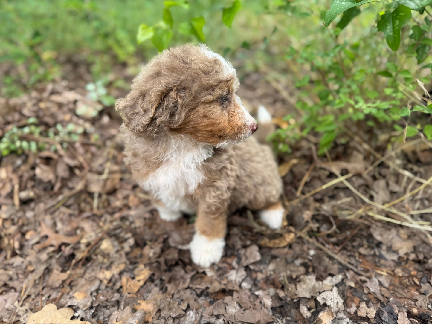 F1B Medium Bernedoodle (male) "Captain Gantu ”