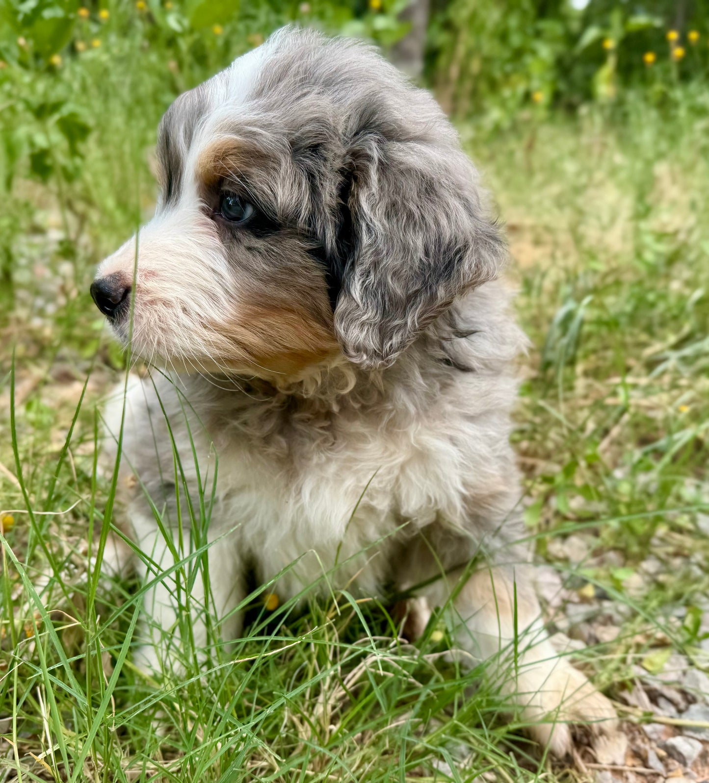 F1 Standard Bernedoodle (male) "Tigger"